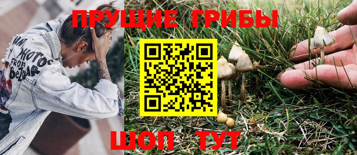 Галлюциногенные грибы Psilocybine cubensis Ачхой-Мартан